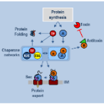 Proteostasis networks and translational control