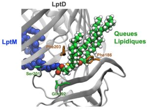 LptM promotes oxidative maturation of the lipopolysaccharide translocon by substrate binding mimicry.